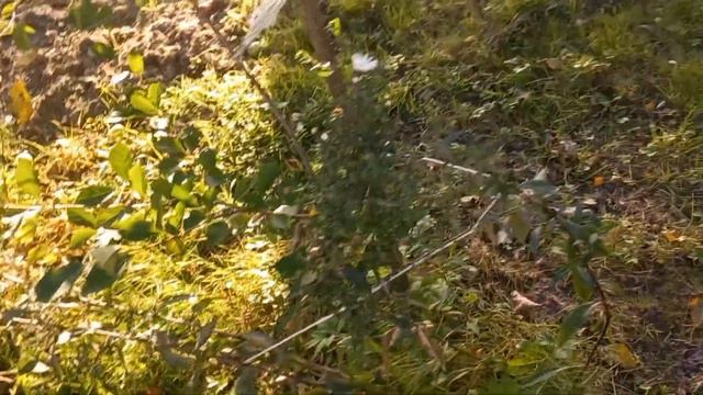 Навожу порядок, складываю в кучу. Боня помогает. Груши . Цветы. смотреть онлайн