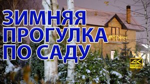 Зимние хвойные. Какие самые яркие декоративные хвойные зимой? ❄️?❄️
