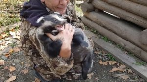 БАРСУК НИКОЛАИЧ В ПАРКЕ ХИЩНЫХ