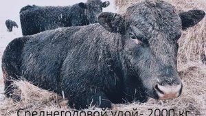 Порода коров - Абердино-Ангусы