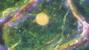 Переменное магнитное поле. Еламед