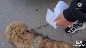 У ЭТОЙ СОБАКИ БЫЛО БОЛЕЕ 1000 КЛЕЩЕЙ! ?