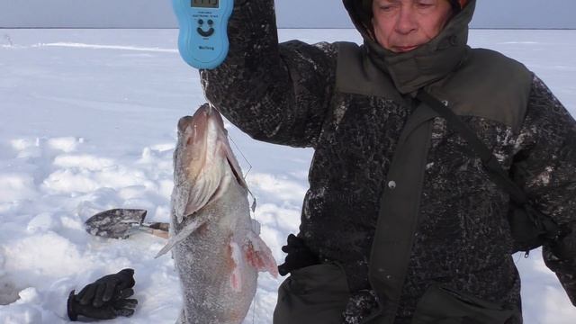 ОКУНИ-ТИРАННОЗАВРЫ в международный женский день 8 марта. Анонс. смотреть онлайн
