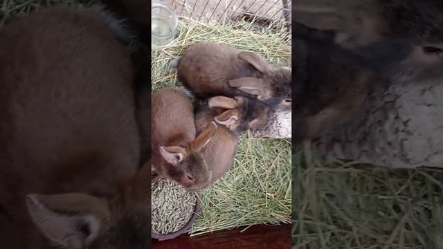 Кролики-ушастики. Порода львиная голова. Дальше будет только интересней. смотреть онлайн