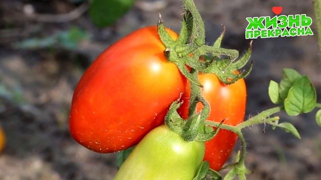 СРОЧНО ДАЙТЕ ТОМАТАМ СОДУ И БУДЕТЕ СОБИРАТЬ УРОЖАЙ ВЕДРАМИ ДО ОСЕНИ!!! УХОД ЗА ТОМАТАМИ! смотреть онлайн