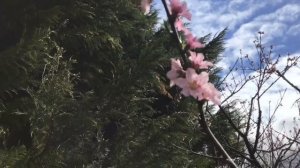 «МАТЬ» христианский стих ( читает автор Анна Юркин)