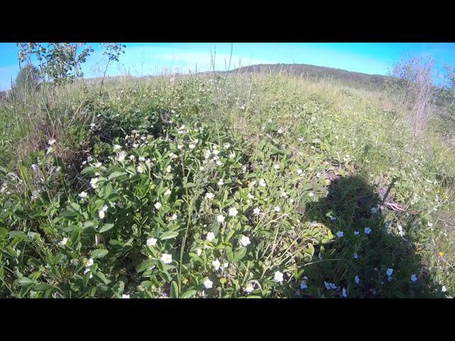 Ой, цветёт клубника... смотреть онлайн