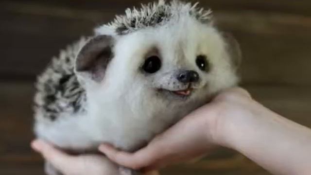 Песня любителей ежей )) смотреть онлайн