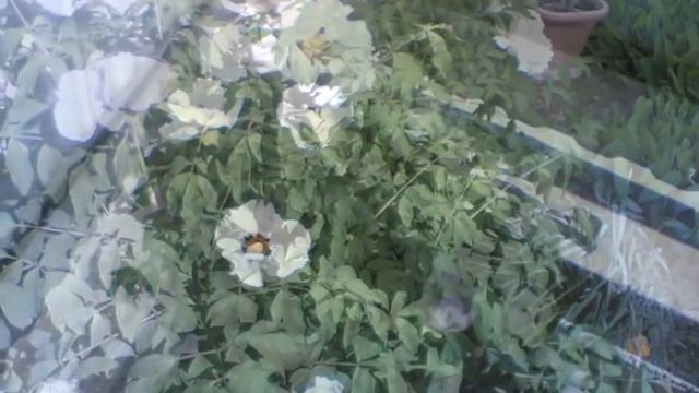 Как цветет древовидный пион смотреть онлайн