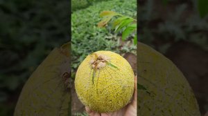 Дыни в Сибири