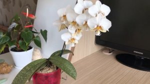 Орхидея# Стюартиана Пико Чип/Phal. Stuartiana Pico Chip