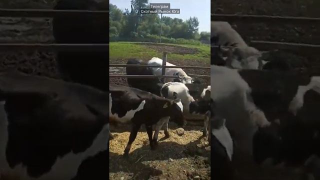 бычки черно-пестрой породы.#фермерскоехозяйство