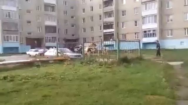 В Верхнем Уфалее стадо коров атаковало местных жителей смотреть онлайн