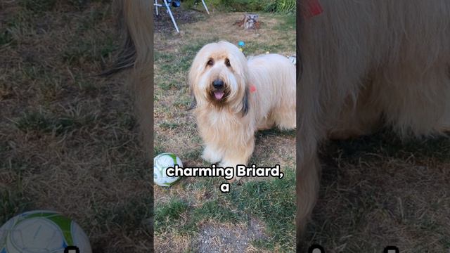 Happy New Year from All of Us #toprock4 #dog #husky #huskyboy #briard #briardgirl #briardboy #dogs смотреть онлайн