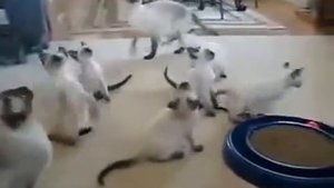 Сиамские котята играют со своими родителями!