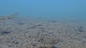 Ловля головля на Колокше 26.08.2022