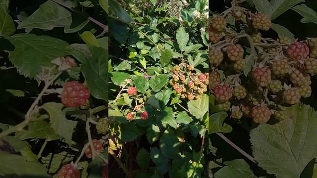 Ежевика кустистая. Rubus fruticosus. 20 августа 2022 г.