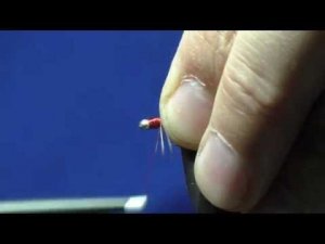 Мушка Ацетатный муравей.