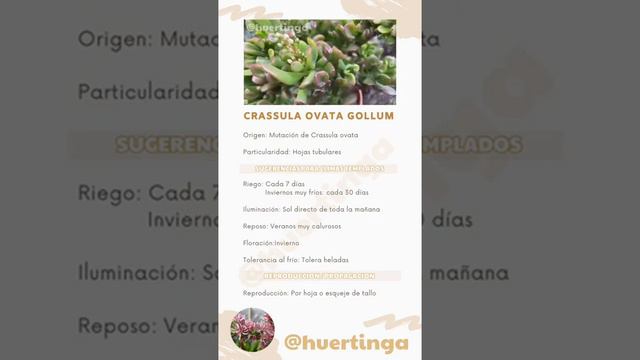 CRASSULA OVATA GOLLUM | Orejas de Shrek | Resumen ✔️ смотреть онлайн