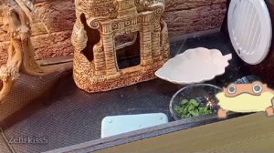 Содержание бородатой агамы#как обустроить террариум#ящермца#агама