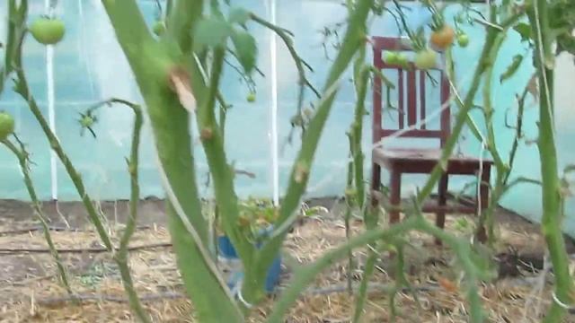 Обзор нашей помидорной теплички на 14.09.18г. "Спрут" черри (ч.1) смотреть онлайн