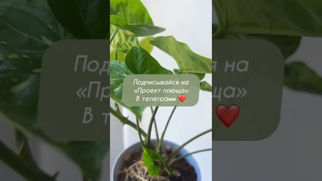 Hedera_pro мой телеграмм канал 🌱 #plants #cozy #tropics #urbanjungle #растения #сингониум