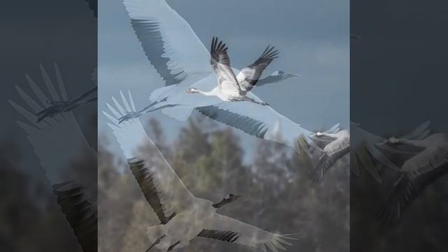 Журавли. ( песня на все времена!) смотреть онлайн