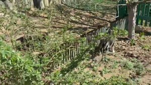 Кошка не принимает подобранного в лесу щенка - шипит и убегает…?Cat is mean towards rescued puppy.