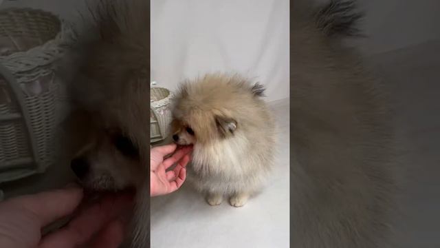 Иранский шпиц девочка в линькие