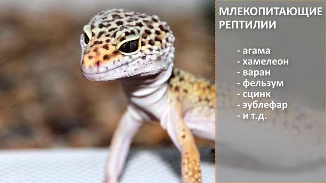 Кто ест зофобас? кого кормить зофобасам?