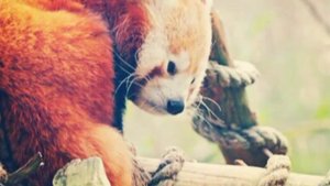 Топ 8 животных занесённых в красную книгу