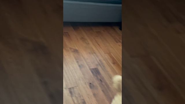 #dog #toypoodle