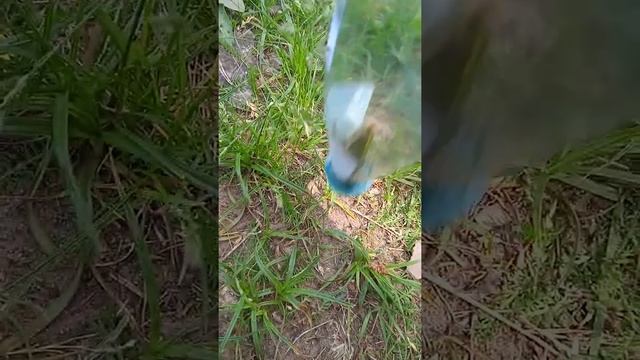 паймала жабу на папином озире смотреть онлайн