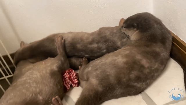 カワウソの子どもたちが周りに迷惑かけまくる！？　Otter Children Play On Their Sleeping Mom?! смотреть онлайн