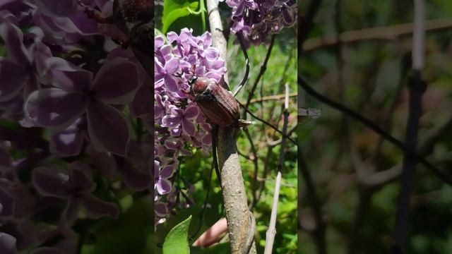 я не знаю, чем занят майский жук, но это залипательно #funnyanimals #バグ #昆虫 #동물 смотреть онлайн