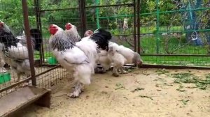 Куры Брама (Light Brahma)