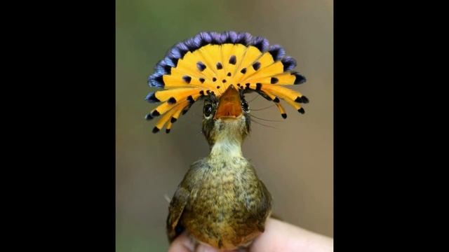 Королевская мухоловка или венценосный мухоед - маленькая красивая птичка. смотреть онлайн