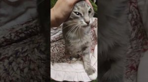 Ласковый и добрый котик Демик