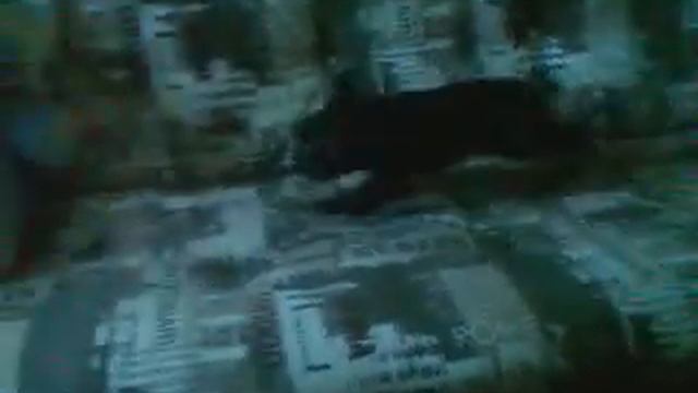 Французский бульдог бесится))))) смотреть онлайн