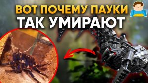 Вот почему пауки ТАК умирают | Plushkin