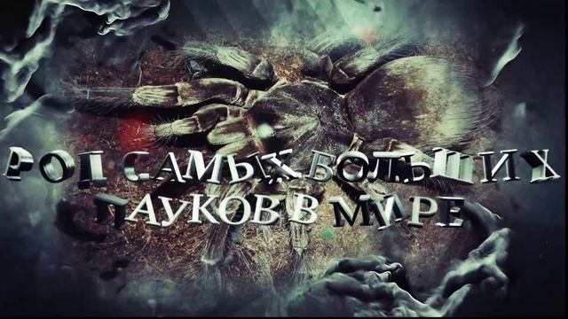 Пауки рода Theraphosa (Паучатня поволжья) смотреть онлайн