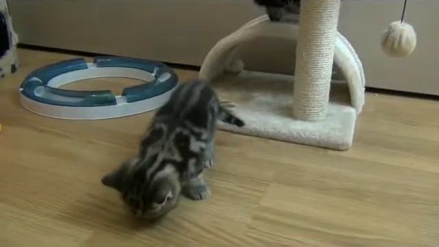 Британским котятам 1 месяц