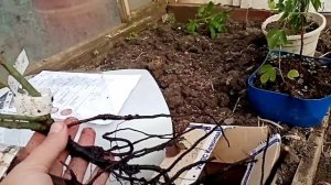 Розы. Получила посылку из питомника "Розы почтой23".