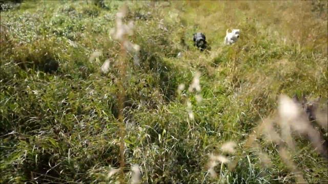 Щенки рабочего лабрадора фт прогулка машина переноска дисциплина