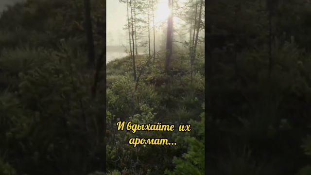 #доброеутро #пожелания#хорошегодня