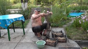 Как сушить и хранить лук севок. Лук севок. Урожай лука.