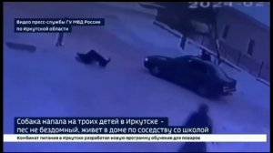 В Иркутске собака напала на ребенка