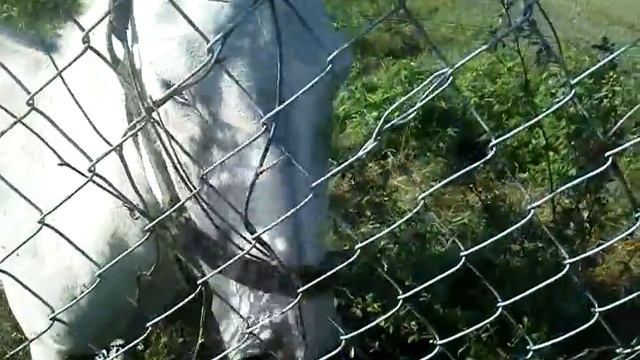 Donkey time смотреть онлайн