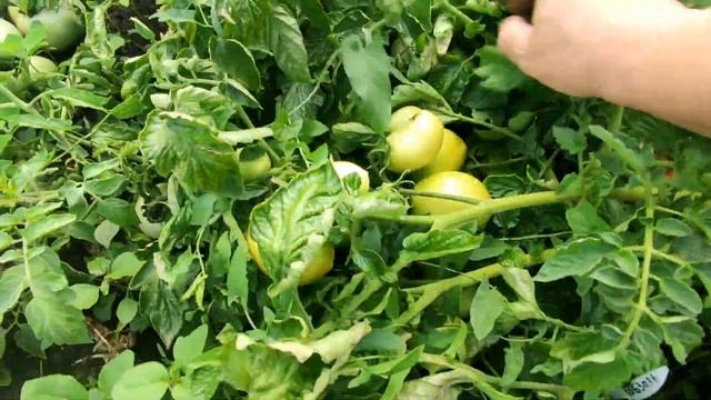 ??ТОМАТ КОБЗАРЬ ТАРАСЕНКО. ОБЗОР СОРТА смотреть онлайн