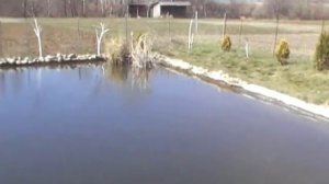 пруд 5 апреля 2014 .Вода после обработки марганцовкой.